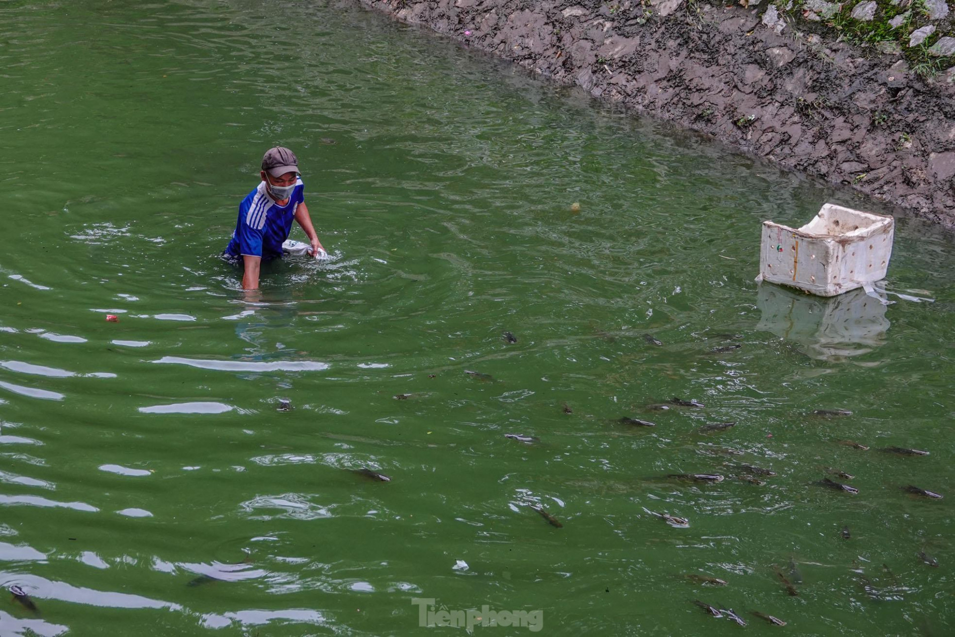 Nước sông Tô Lịch đổi màu xanh ngắt, người dân đội mưa bắt cả tạ cá ảnh 10