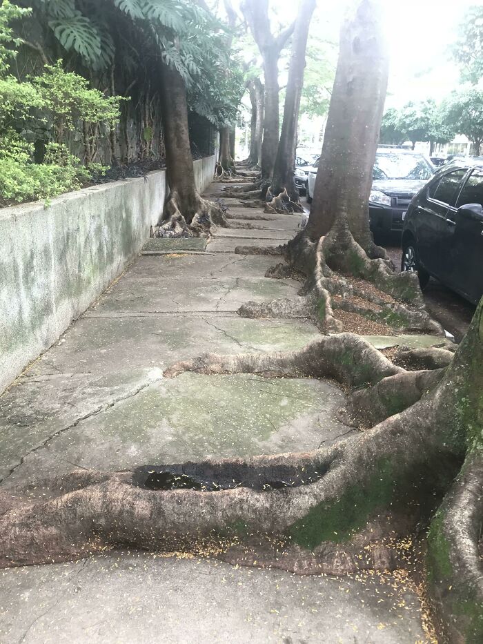 Rễ cây thống trị một lề đường ở Brazil