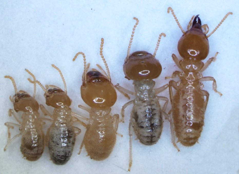 Sự phân công lao động trong quá trình thu nhận và chế biến thức ăn ở mối odontotermes hainanensis (isoptera: Macrotermitinae)