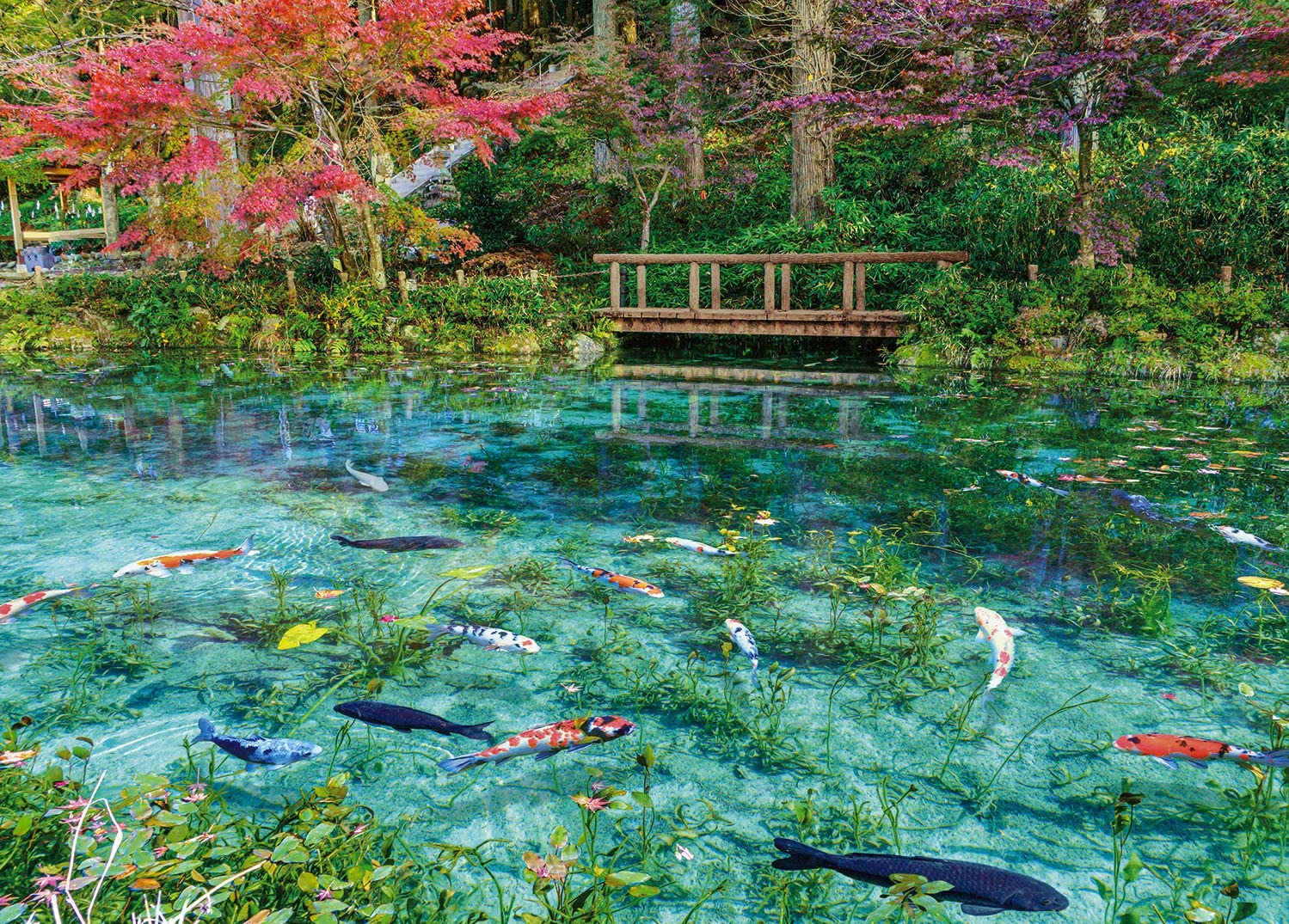 Monet’s Pond: Tuyệt tác thiên nhiên
