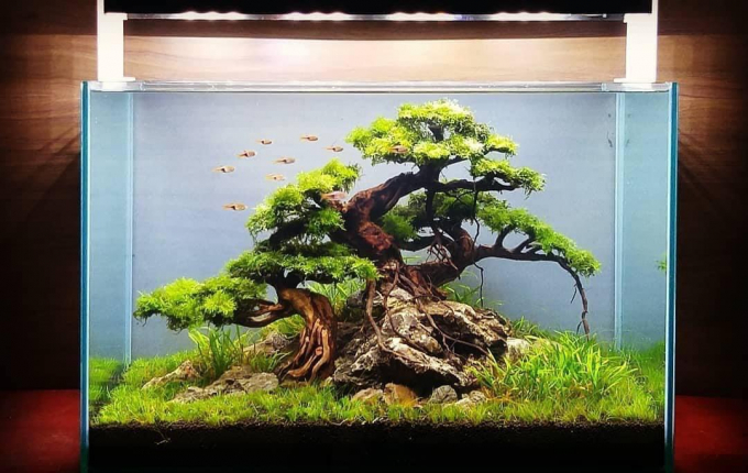 Cây bonsai trong bể thủy sinh (nguồn: Bể cá cảnh)