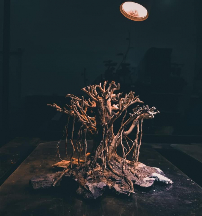 Cây bonsai dáng trực lấy cảm hứng từ tự nhiên (ảnh: Mạnh Hưng)