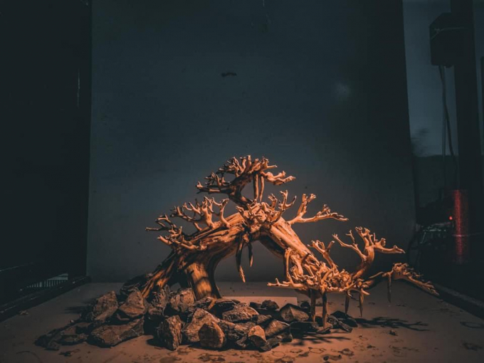 Cây bonsai thủy sinh dáng huyền (ảnh: Mạnh Hưng)