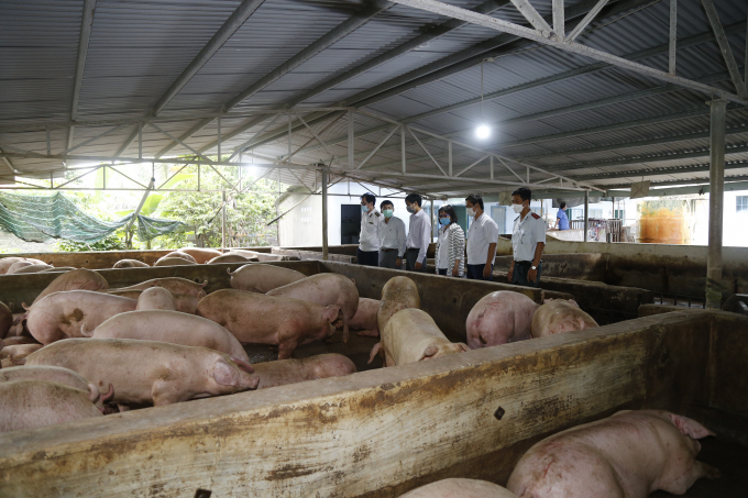 Trong chăn nuôi lợn tỉnh Khánh Hòa sẽ phát triển với các giống cao sản theo hướng trang trại, công nghiệp, gắn với an toàn dịch bệnh. Ảnh: CĐ.