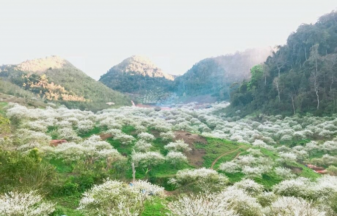 Toàn cảnh thung lũng Mu Náu trong mùa hoa mận
