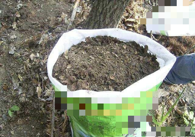 Tận dụng rác để trồng cây cảnh, vừa sạch nhà lại xanh cây - Ảnh 4.