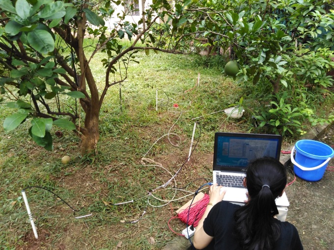 Thử nghiệm đo độ dẫn điện cho cây ăn quả tại Viện Hàn lâm Khoa học và Công nghệ Việt Nam. Ảnh: NVCC.