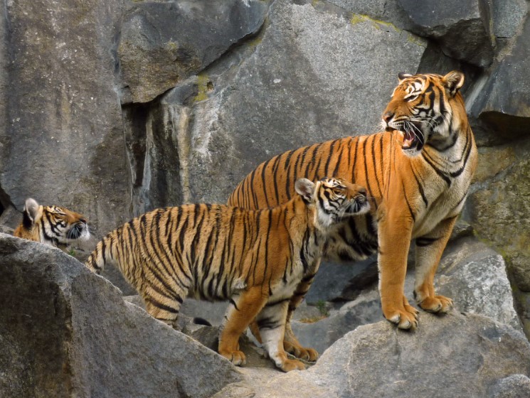 12 sự thật thú vị về loài hổ khiến bạn bất ngờ - Ảnh 1