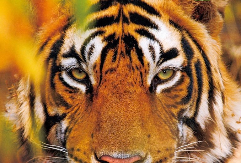 12 sự thật thú vị về loài hổ khiến bạn bất ngờ - Ảnh 3
