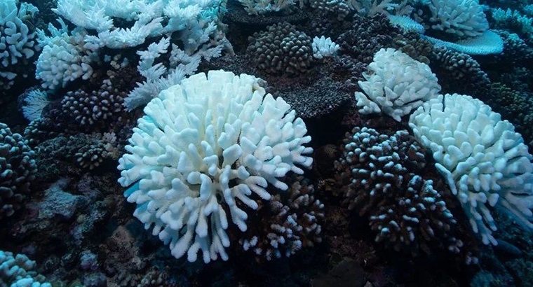 Nghiên cứu cho thấy hầu hết các rạn san hô biến mất khi nhiệt độ ấm lên 1,5 °C