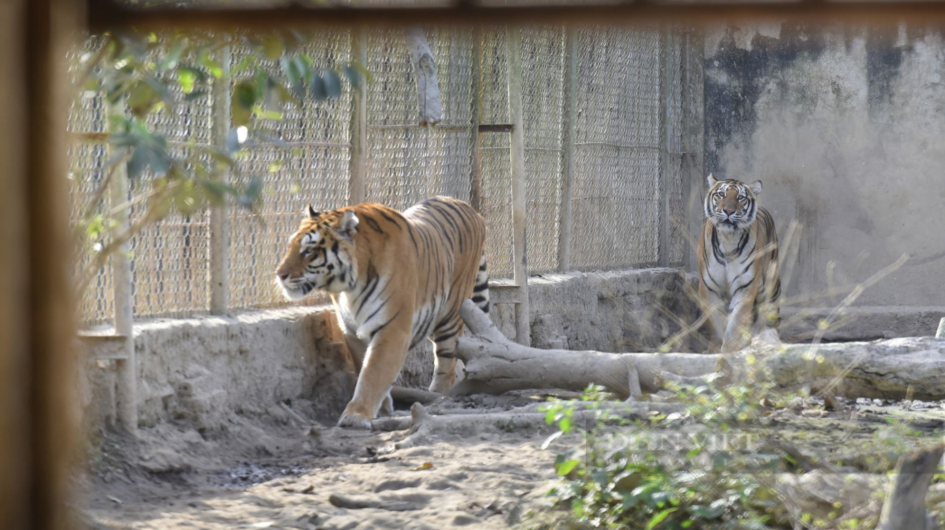 Cận cảnh 11 cá thể hổ bị nuôi nhốt 15 năm ở Thanh Hoá - Ảnh 1.