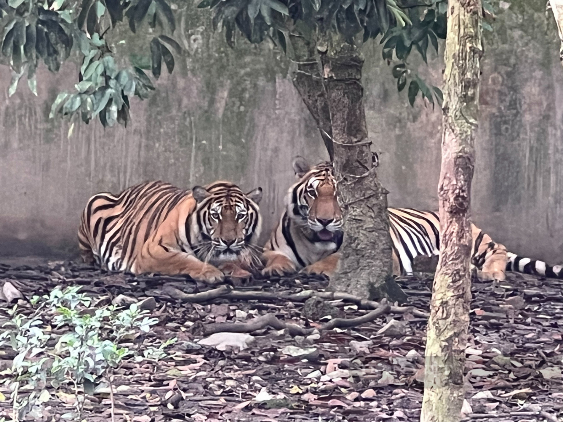 Cận cảnh 11 cá thể hổ bị nuôi nhốt 15 năm ở Thanh Hoá - Ảnh 3.