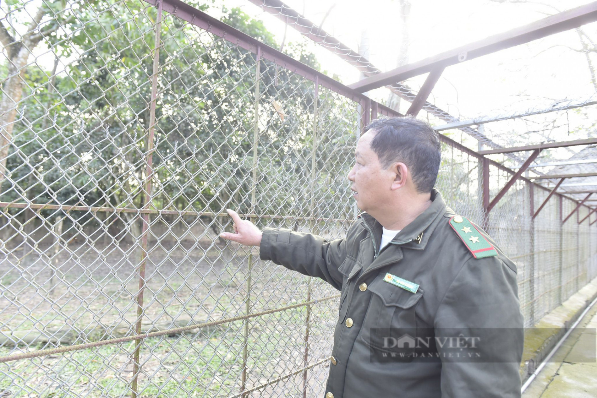 Cận cảnh 11 cá thể hổ bị nuôi nhốt 15 năm ở Thanh Hoá - Ảnh 9.