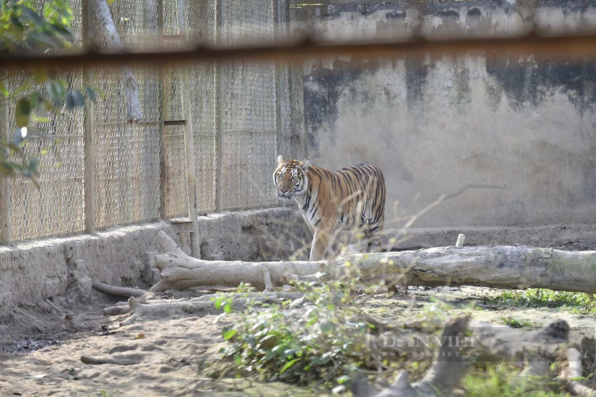 Cận cảnh 11 cá thể hổ bị nuôi nhốt 15 năm ở Thanh Hoá - Ảnh 8.
