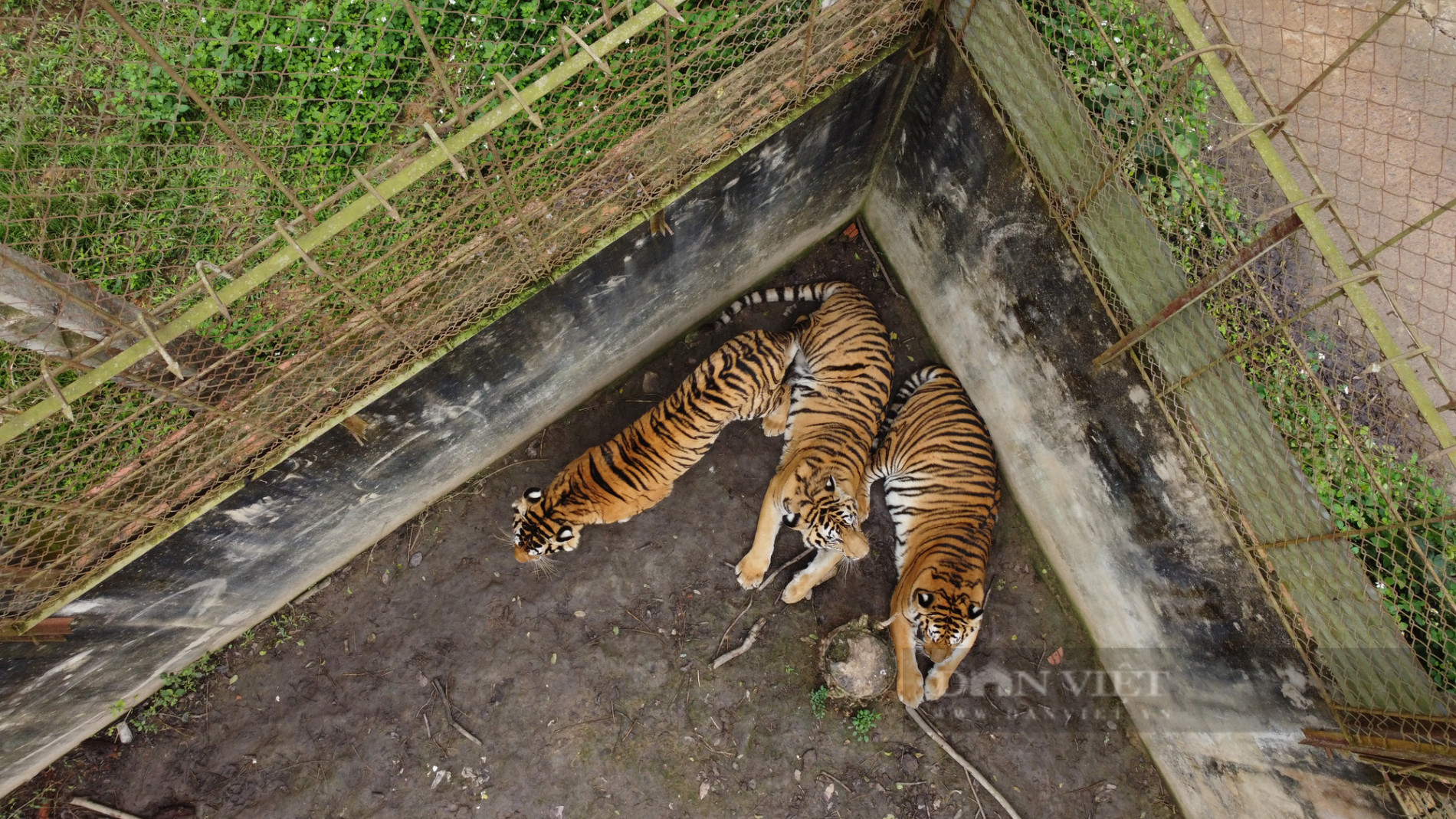 Cận cảnh 11 cá thể hổ bị nuôi nhốt 15 năm ở Thanh Hoá - Ảnh 12.
