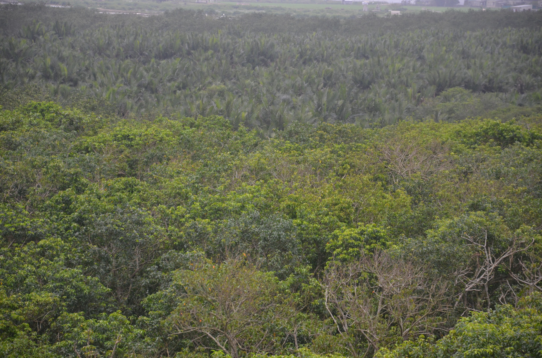 Dân sinh - Du xuân trong những dải rừng ngập mặn được ví như miền Tây ở xứ Huế