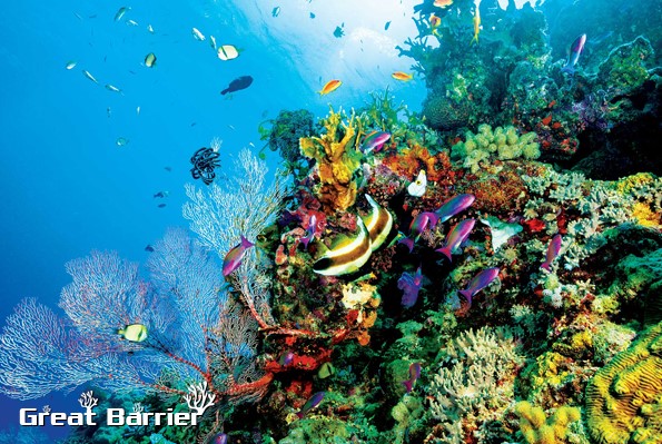 Úc đã cam kết chi 700 triệu USD để phục hồi rạn san hô lớn nhất thế giới