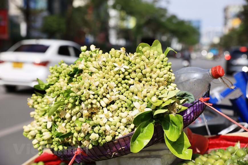 Phố phường Hà Nội ngát hương thơm mùa hoa bưởi