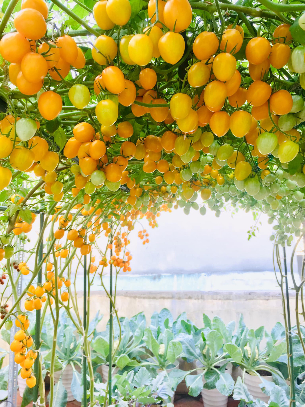 Giàn cà chua cả nghìn quả chín đồng loạt trên sân thượng giữa Sài Gòn gây choáng - Ảnh 3.