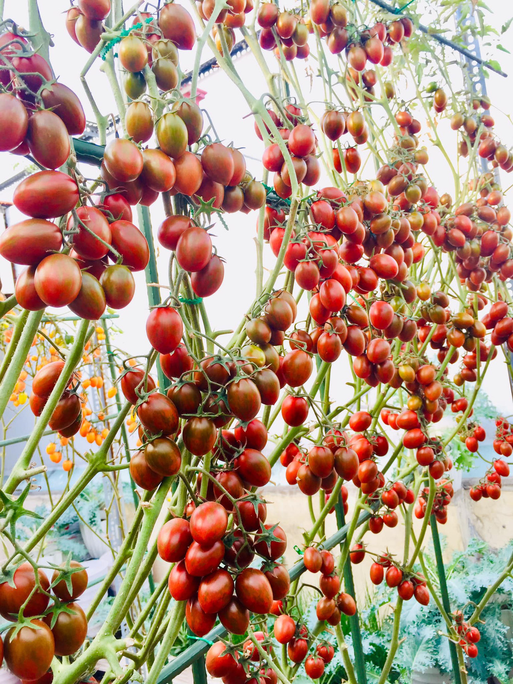 Giàn cà chua cả nghìn quả chín đồng loạt trên sân thượng giữa Sài Gòn gây choáng - Ảnh 5.