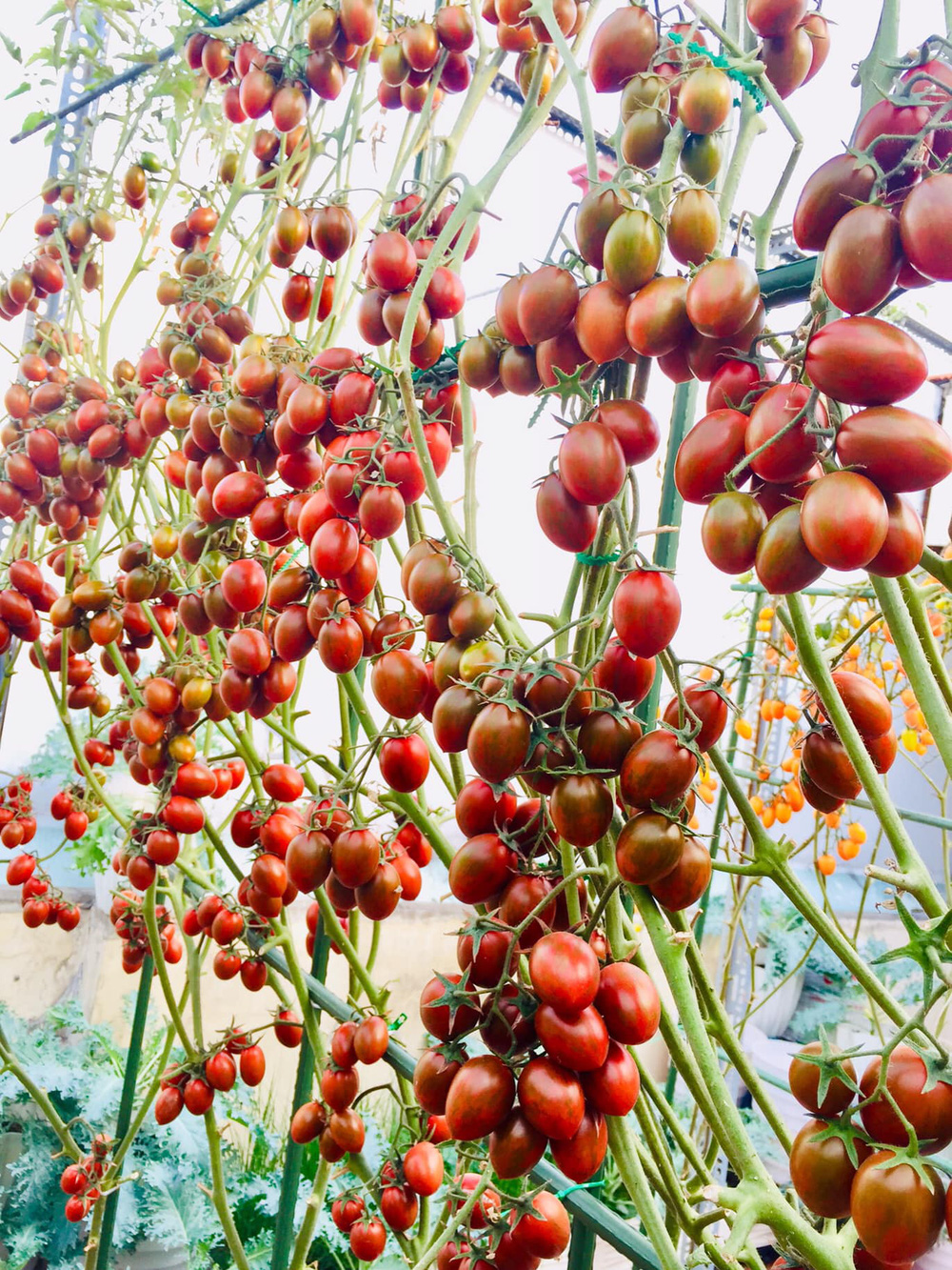 Giàn cà chua cả nghìn quả chín đồng loạt trên sân thượng giữa Sài Gòn gây choáng - Ảnh 6.