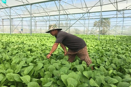 Nông dân xã Châu Pha liên kết với công ty 4K Farm trồng rau công nghệ cao
