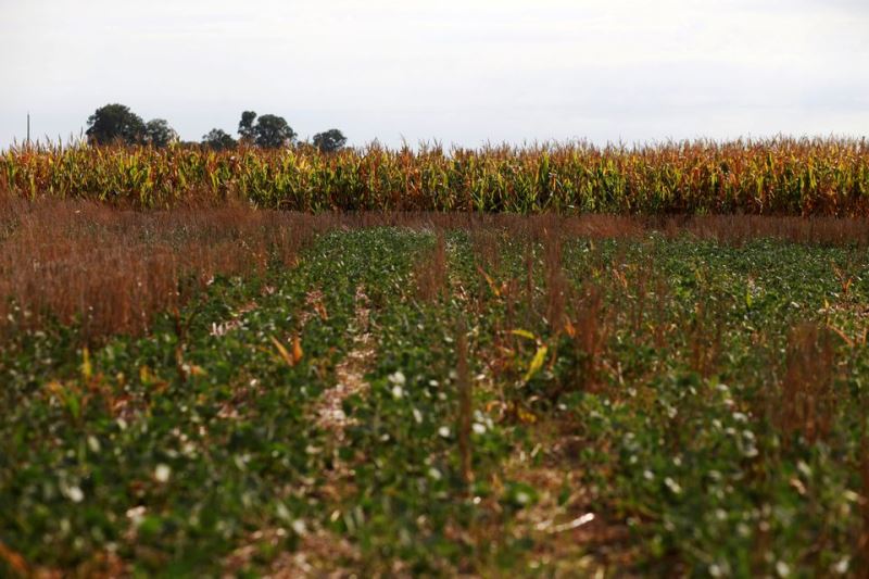 Hạn hán nghiêm trọng gây thiệt hại nặng cho sản xuất nông nghiệp ở Maroc và Argentina -0