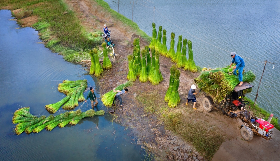 &quot;Thu hoạch cói&quot; - chụp những người nông dân thu hoạch cói ở thôn Phú Tân, xã An Cư, huyện Tuy An, Phú Yên - Ảnh: THU BA