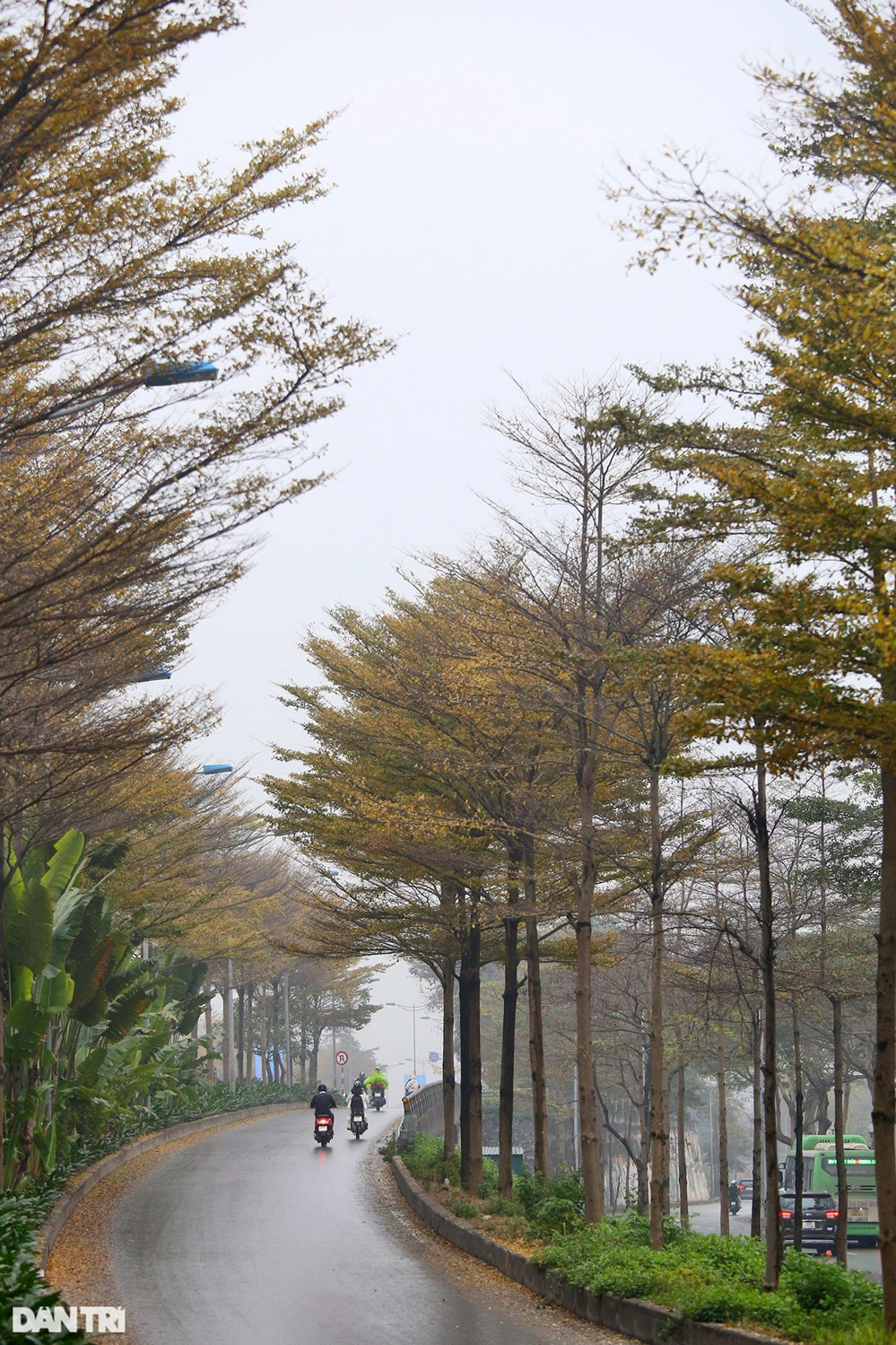 Đẹp ngỡ ngàng những hàng cây bàng lá nhỏ nhuộm vàng đường phố Hà Nội
