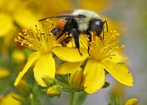 Cân bằng sinh thái trong môi trường đô thị và câu chuyện về những “viên gạch tổ ong“