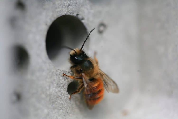 Cân bằng sinh thái trong môi trường đô thị và câu chuyện về những “viên gạch tổ ong“
