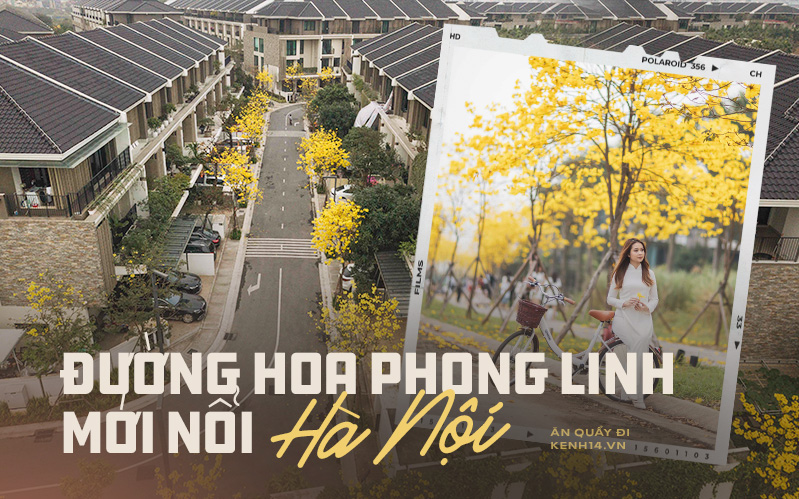 Con đường hoa vàng ở Hà Nội mới nổi 2 ngày đã đông nghịt người kéo đến check-in, có cả ekip “sống ảo” hùng hậu