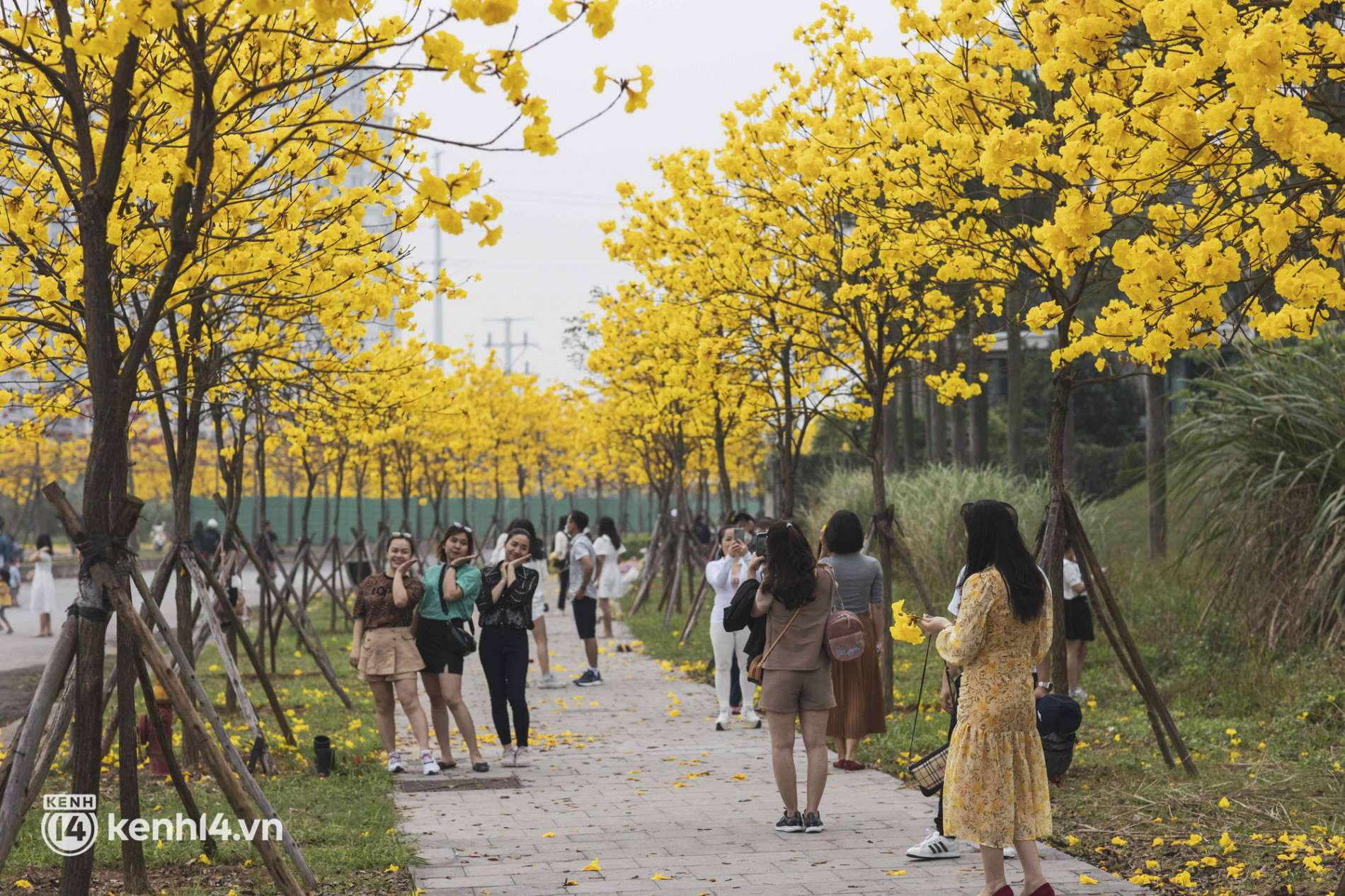 Con đường hoa vàng ở Hà Nội mới nổi 2 ngày đã đông nghịt người kéo đến check-in, có cả ekip “sống ảo” hùng hậu - Ảnh 3.