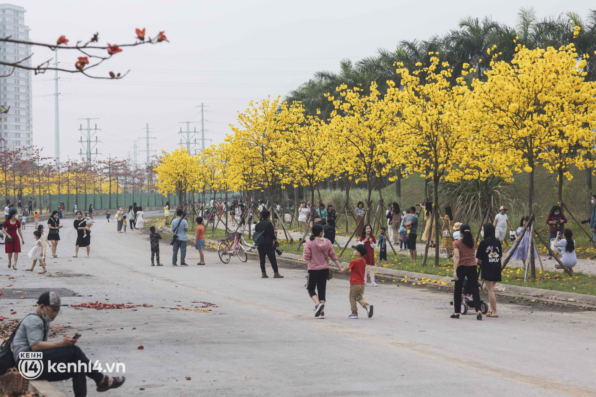 Con đường hoa vàng ở Hà Nội mới nổi 2 ngày đã đông nghịt người kéo đến check-in, có cả ekip “sống ảo” hùng hậu - Ảnh 5.
