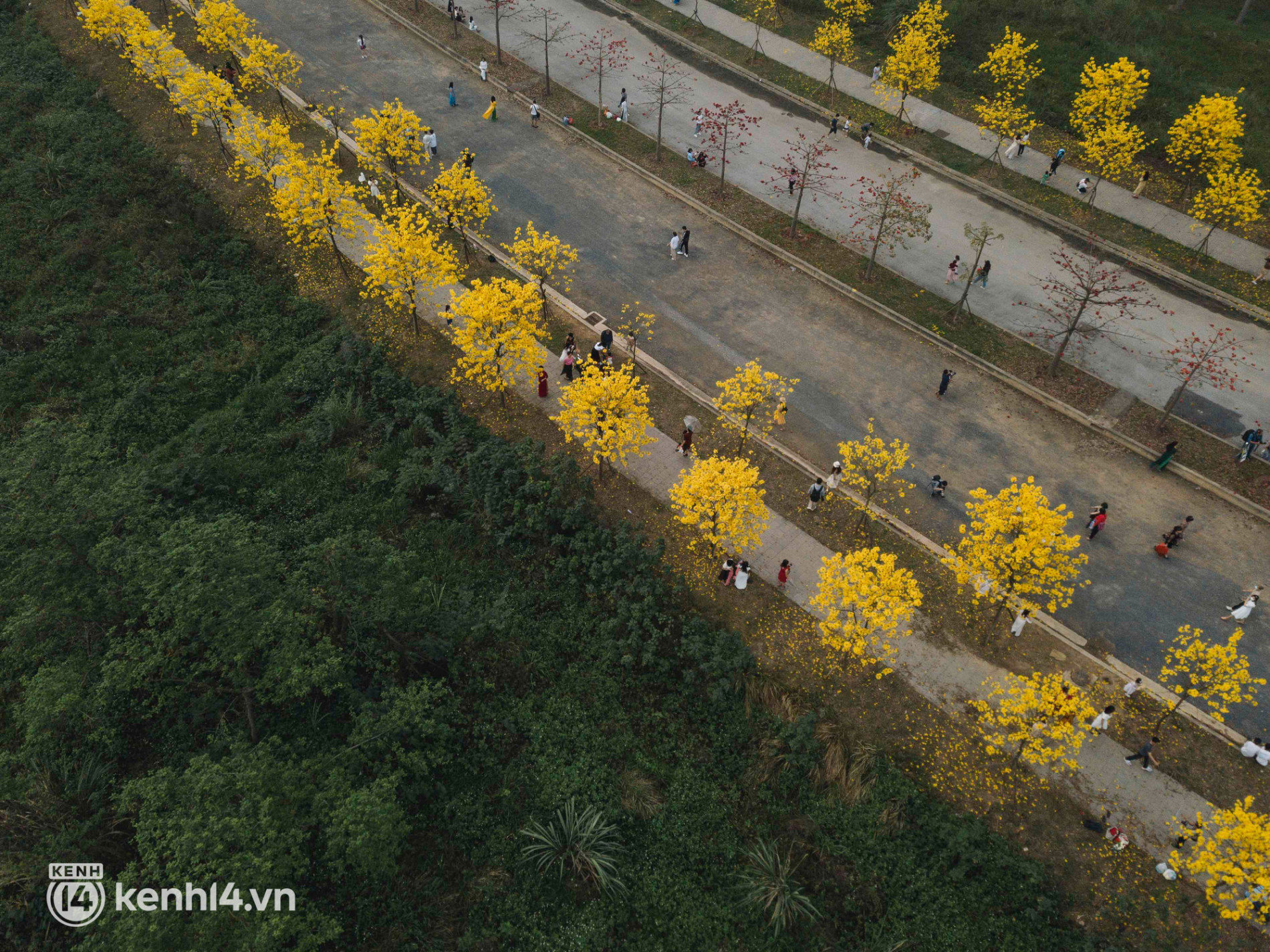 Con đường hoa vàng ở Hà Nội mới nổi 2 ngày đã đông nghịt người kéo đến check-in, có cả ekip “sống ảo” hùng hậu - Ảnh 9.