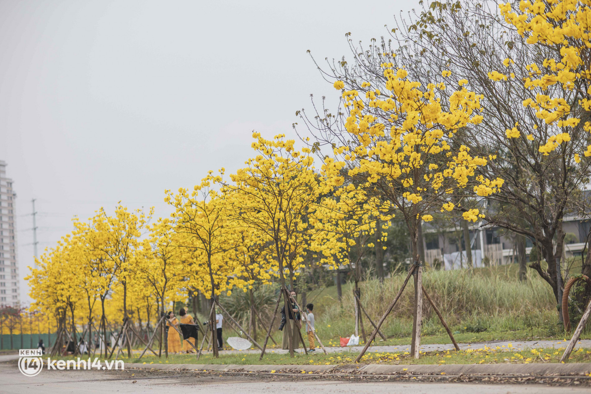Con đường hoa vàng ở Hà Nội mới nổi 2 ngày đã đông nghịt người kéo đến check-in, có cả ekip “sống ảo” hùng hậu - Ảnh 10.