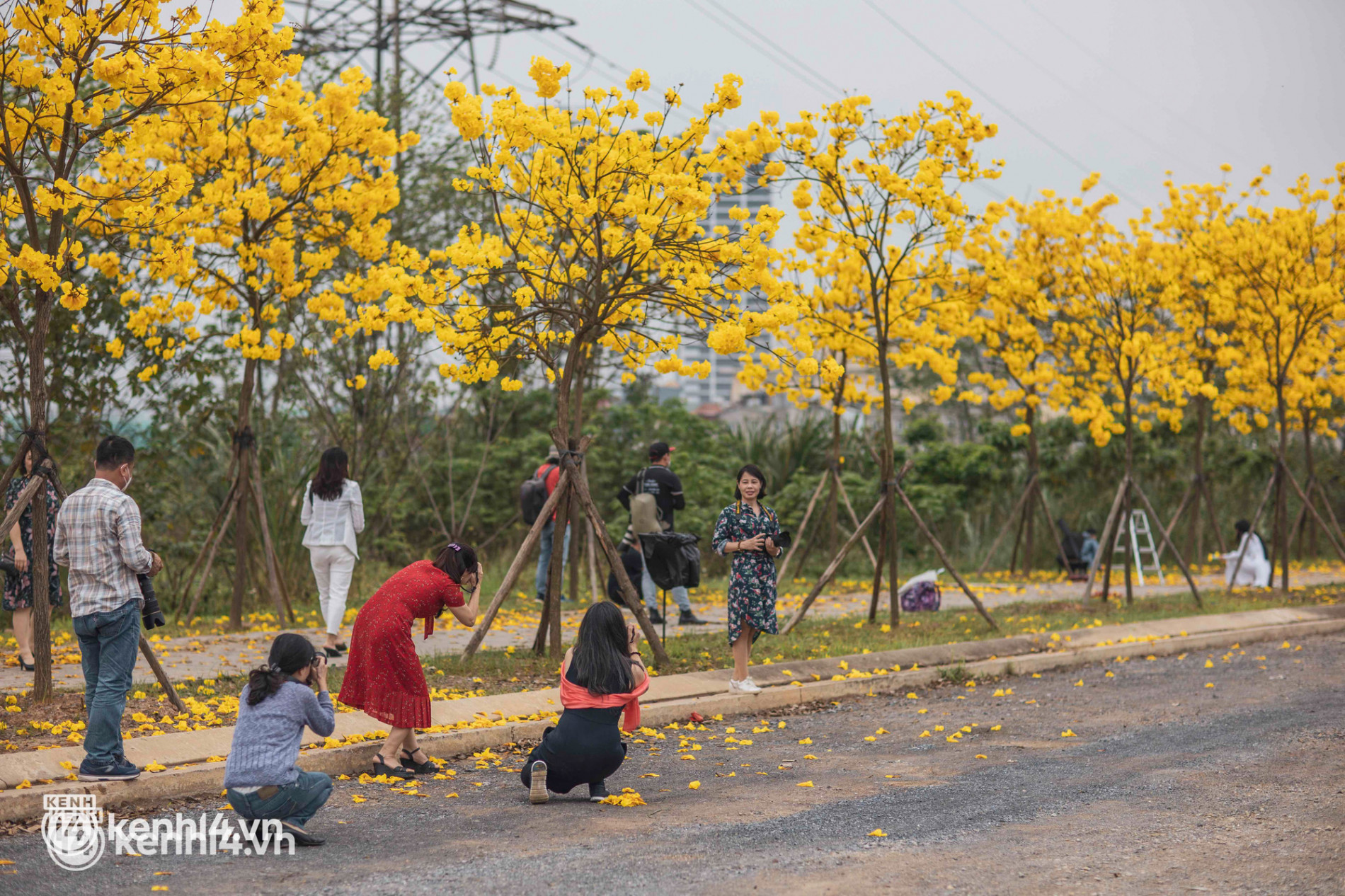 Con đường hoa vàng ở Hà Nội mới nổi 2 ngày đã đông nghịt người kéo đến check-in, có cả ekip “sống ảo” hùng hậu - Ảnh 11.