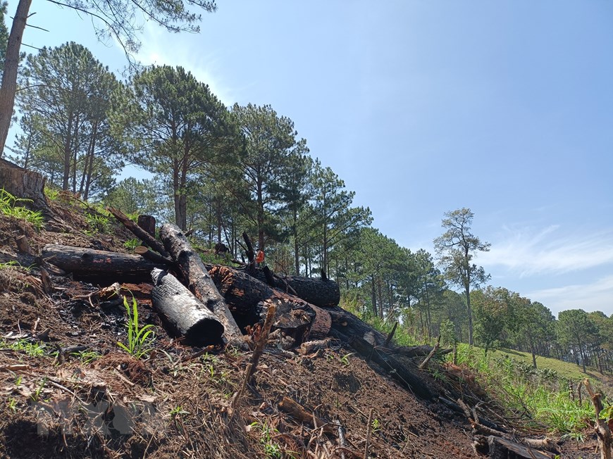 [Photo] Cưa hạ, đốt cháy cây thuộc rừng phòng hộ ở Đà Lạt | Môi trường | Vietnam+ (VietnamPlus)
