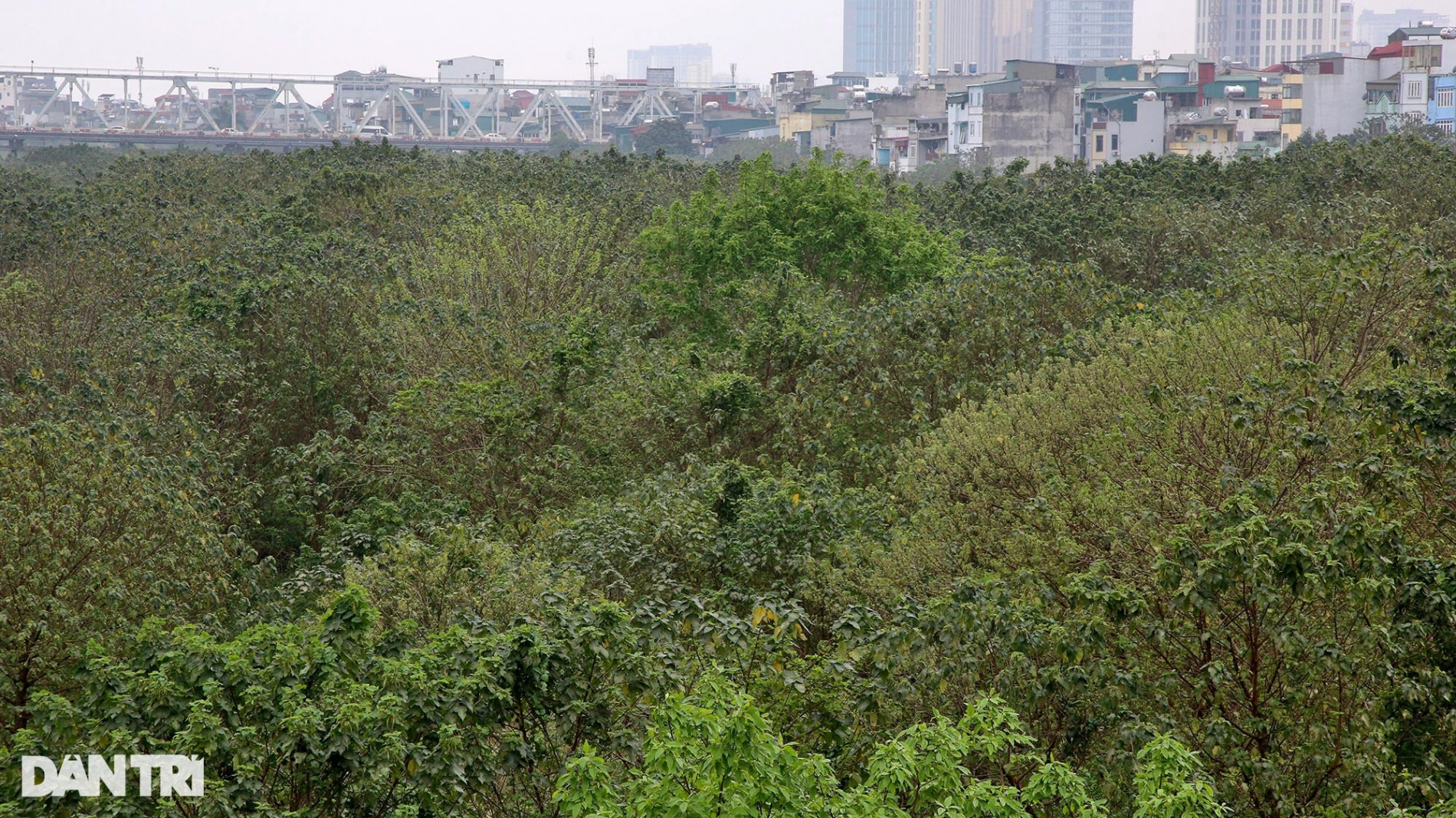 Ngắm vẻ đẹp hoang sơ bãi giữa sông Hồng ở Hà Nội được đề xuất làm công viên - 5