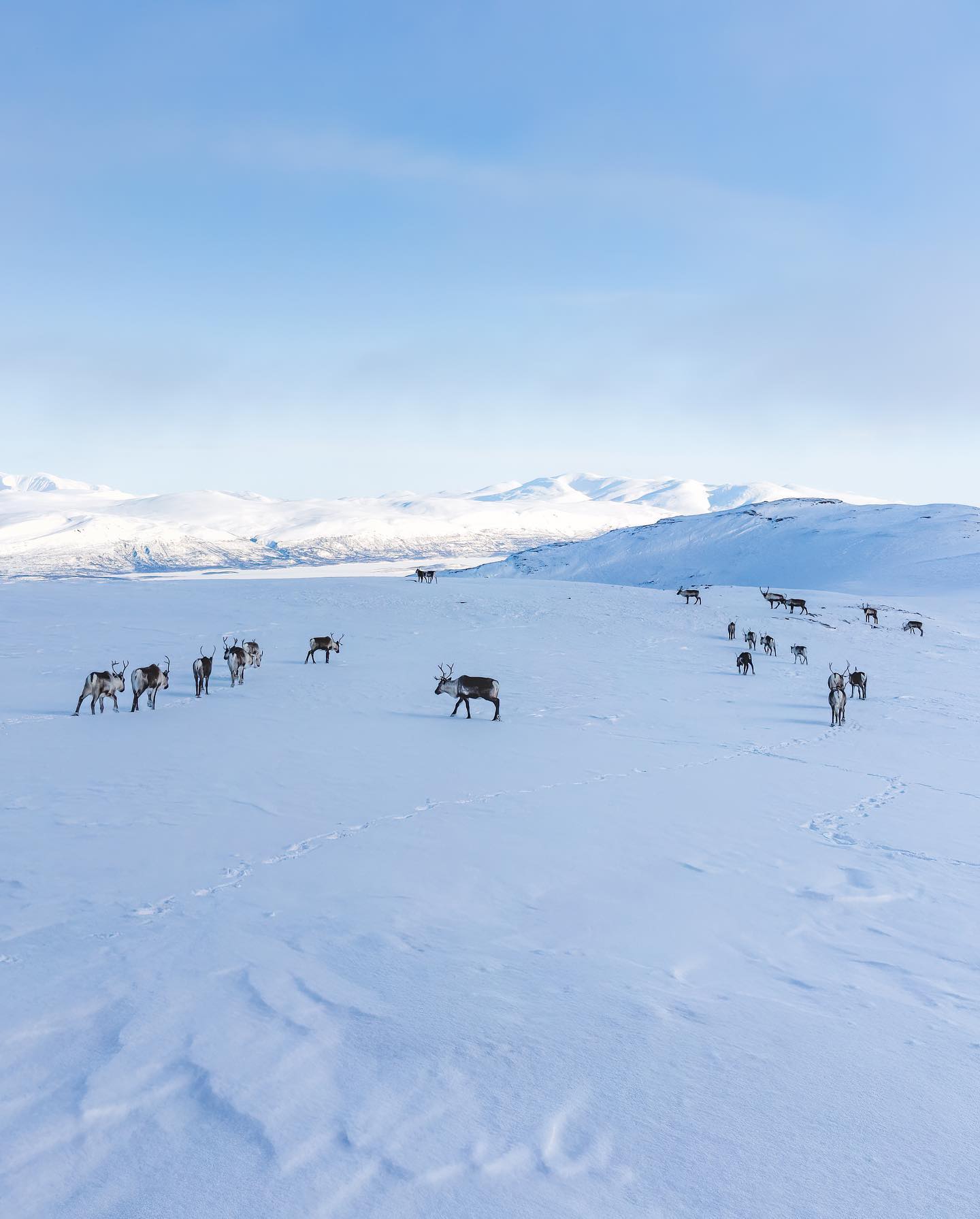 Bạn có thể chiêm ngưỡng Bắc Cực Quang, đi bộ đường dài, câu cá trên băng hoặc đi xe trượt có tuyết tuần lộc kéo khi đến Abisko. Ảnh: @zonek_photography