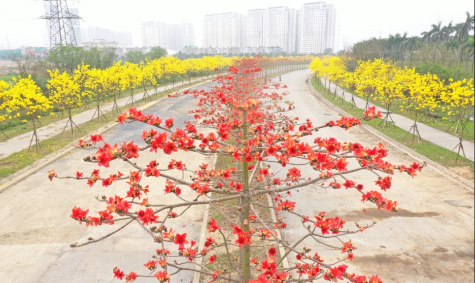 Nhìn những hàng cây đẹp ngỡ ngàng của Hà Nội, nghĩ đến quy hoạch cây xanh đô thị - Ảnh 5