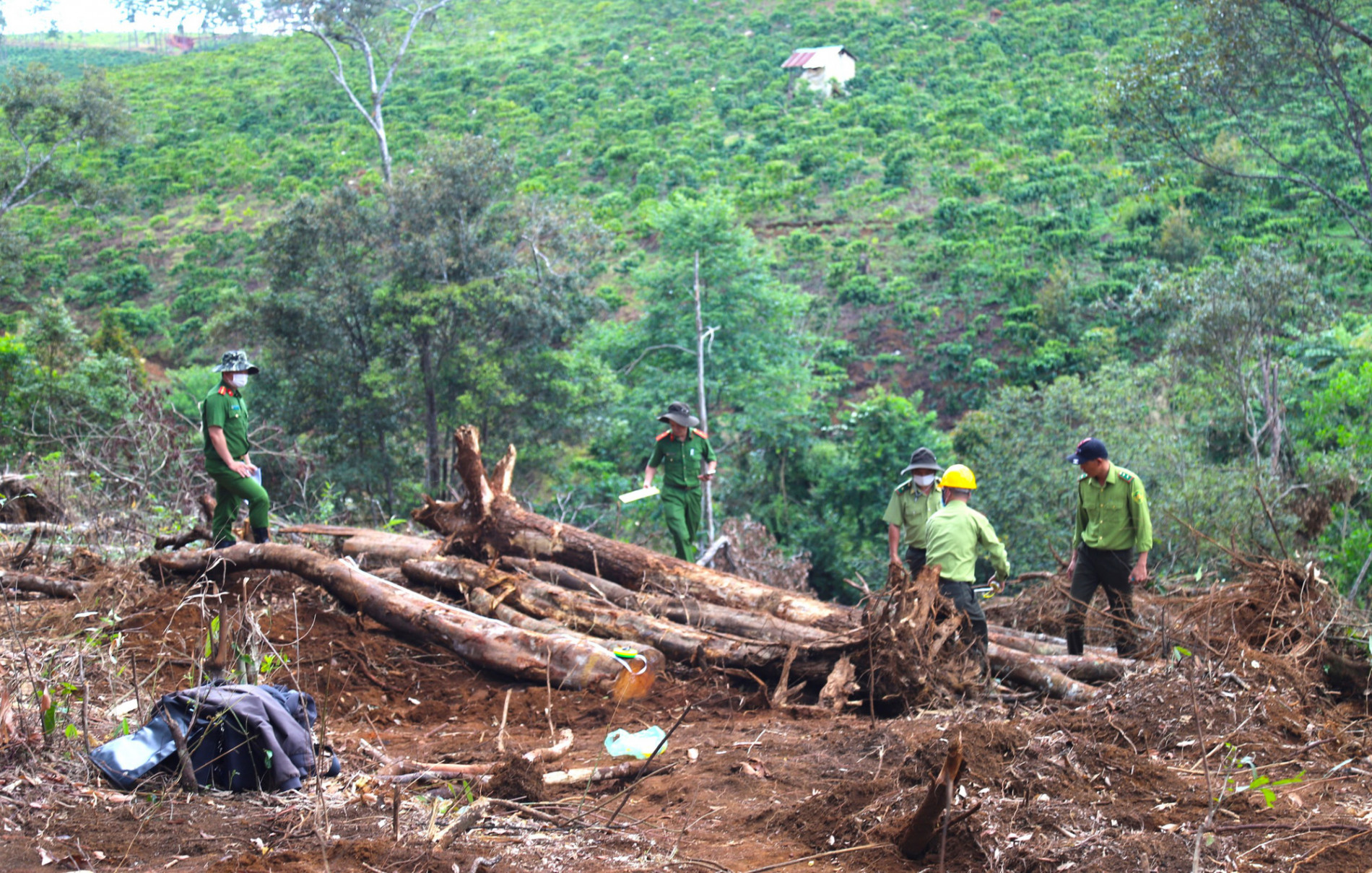 Vụ phá 1,9ha rừng tại Bảo Lâm: Lâm Đồng chỉ đạo điều tra, kiểm điểm, làm rõ trách nhiệm người liên quan - Ảnh 2.