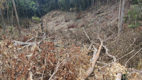 Khởi tố vụ phá rừng ở huyện Ia Grai, tỉnh Gia Lai ảnh 1