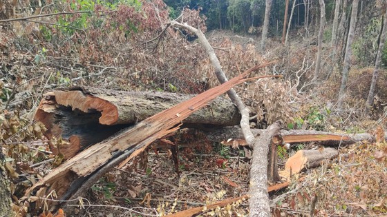 Khởi tố vụ phá rừng ở huyện Ia Grai, tỉnh Gia Lai ảnh 2