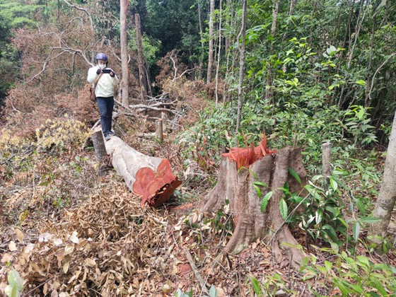 Khởi tố vụ phá rừng ở huyện Ia Grai, tỉnh Gia Lai ảnh 3