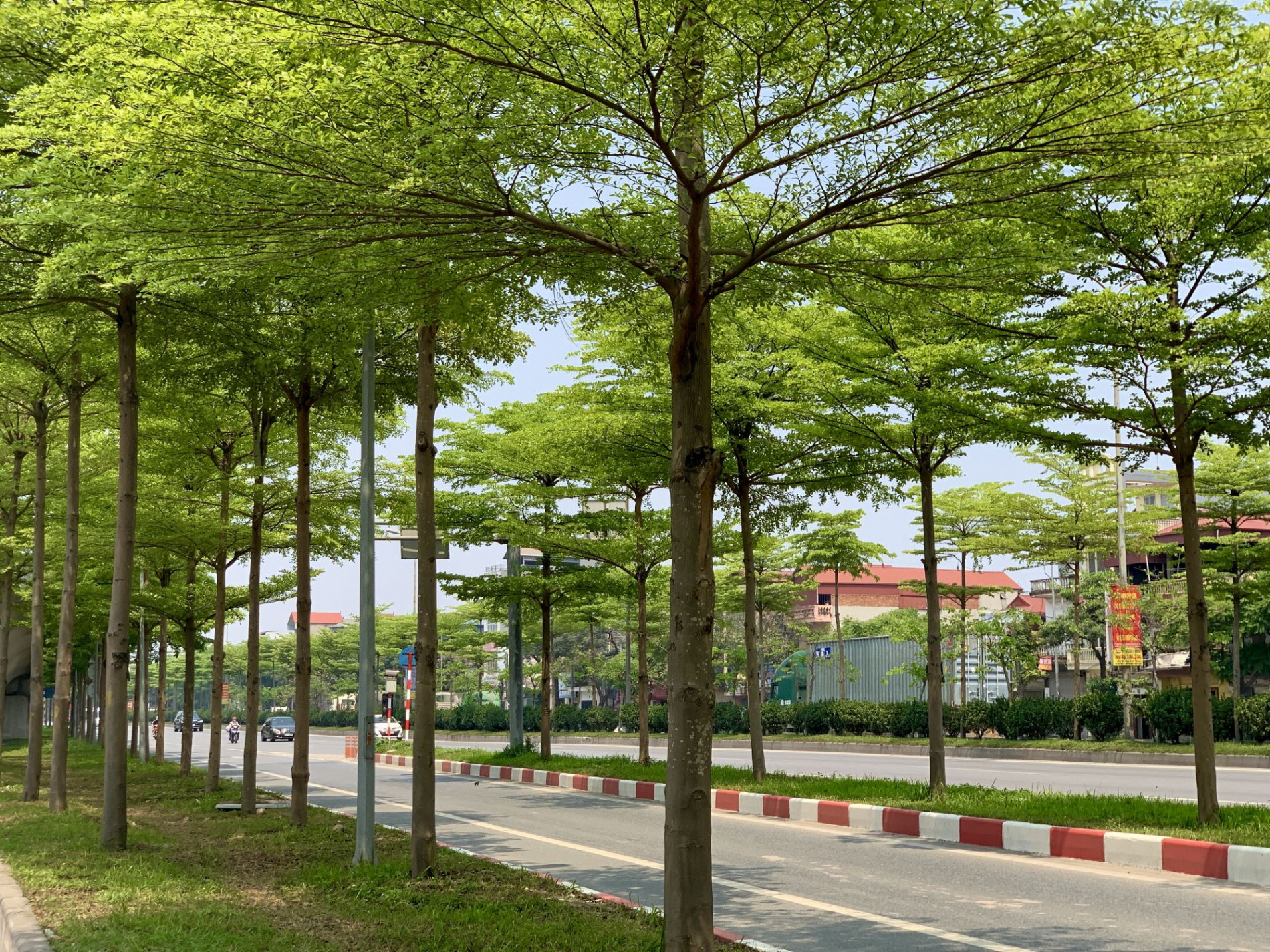 Hà Nội đang đẹp hơn nhờ quy hoạch những con đường xanh mát