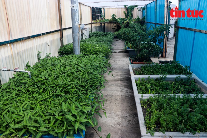 Hình ảnh xanh mát những vườn rau trên quần đảo Trường Sa | Xã hội | Vietnam+ (VietnamPlus)