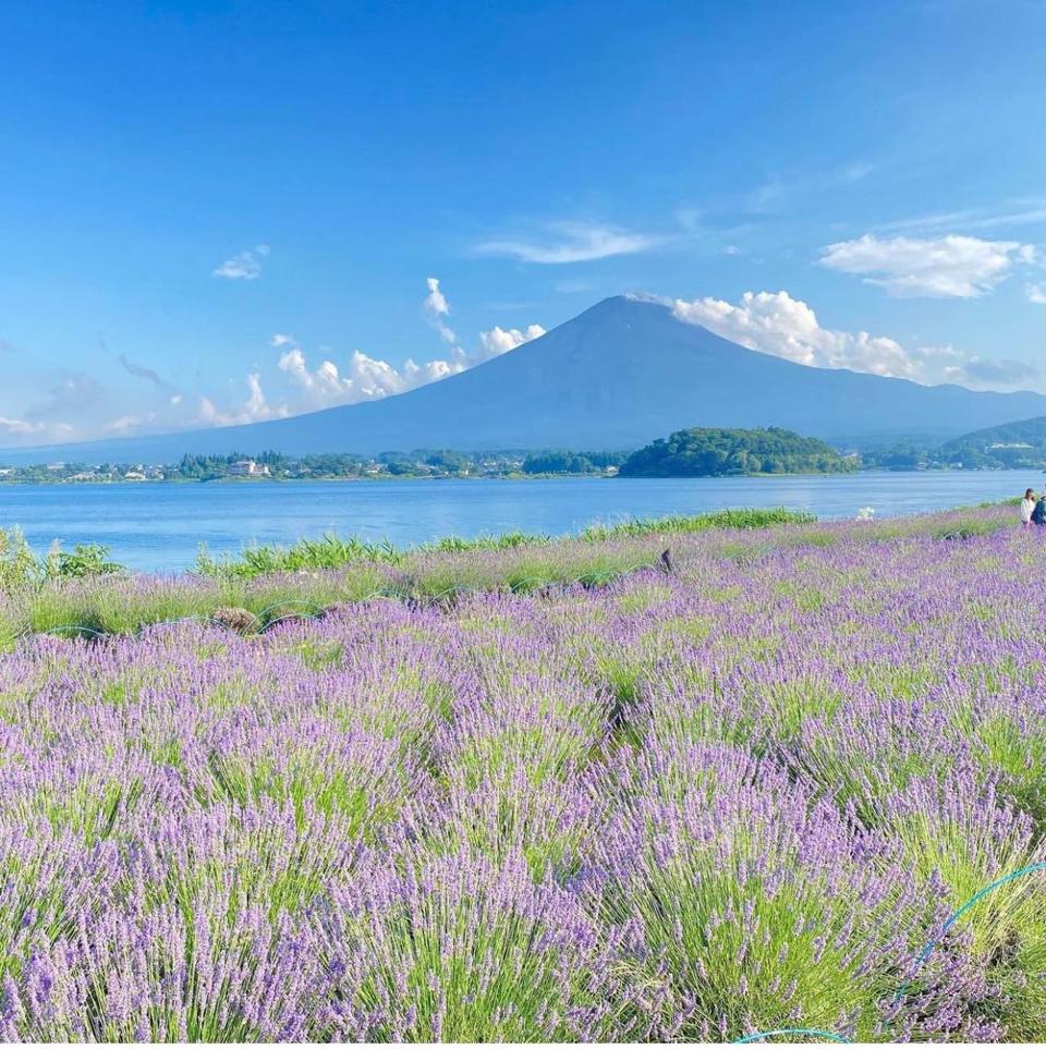 Lễ hội Thảo mộc Fuji Kawaguchiko là một sự kiện thường niên về hoa hàng năm tại khu vực hồ Kawaguchi. Trong đó, lễ hội hoa oải hương được nhiều du khách tìm đến để trải nghiệm. Ảnh: FB LJ