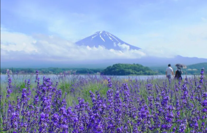 Đến công viên Oishi vào dịp này, du khách sẽ có cơ hội đi trên con đường uốn lượn bên những thảm hoa oải hương nhuộm tím không gian mở ra khung cảnh đẹp đến ngỡ ngàng. Ảnh: FB LJ