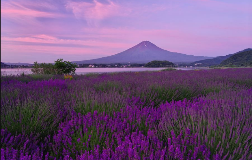 Từ hoa anh đào cho đến là vàng lá đỏ mùa thu, hồ Kawaguchiko là một địa điểm nổi tiếng để ngắm hoa quanh năm và quang cảnh lại càng thêm ấn tượng bởi phông núi Phú Sĩ phía sau. Ảnh: FB LJ